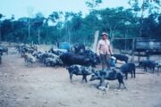 Linha Kubitschek: Um caminho que guarda histórias e semeia legados