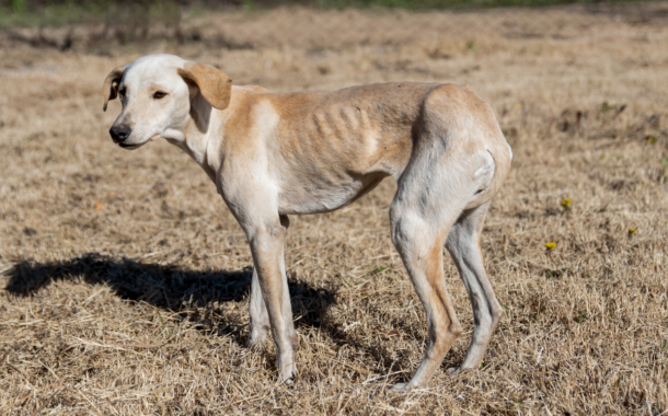 Indicação que propõe Programa Municipal de Castração e Bem-Estar Animal é aprovada por unanimidade